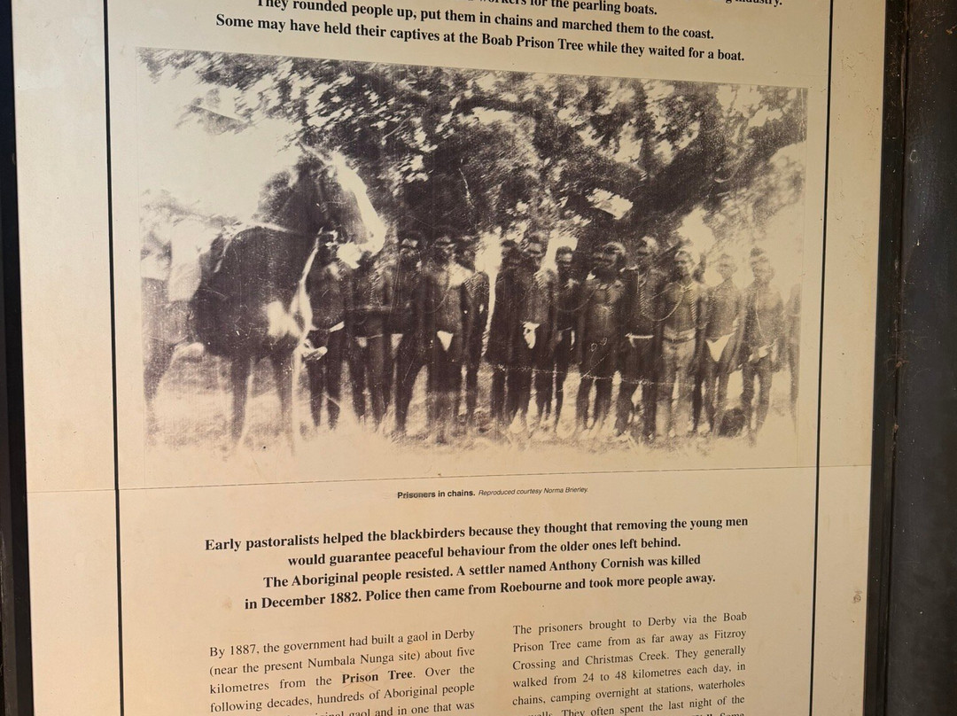 Boab Prison Tree-Derby必去景点