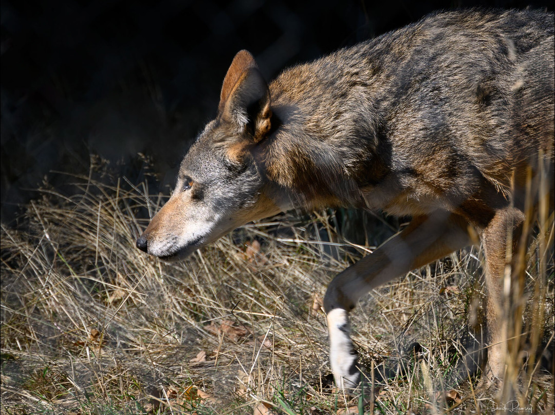 Wolf Haven International-Tenino必去景点