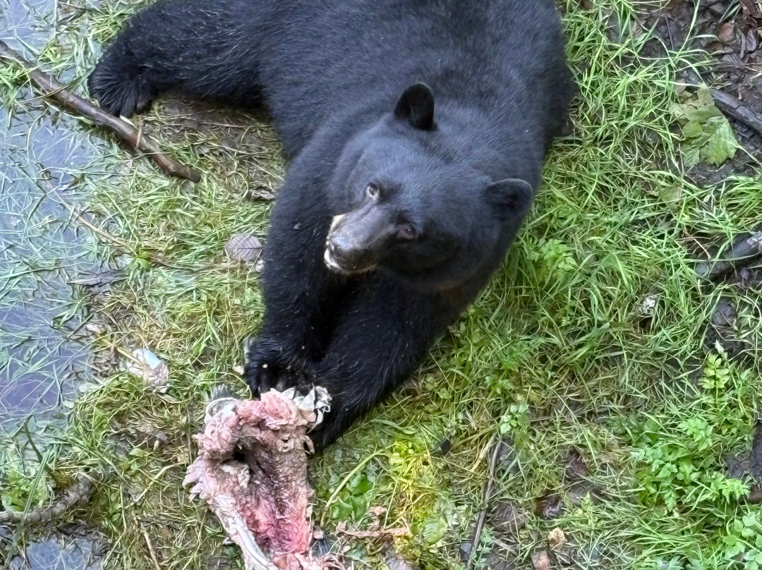 Alaska Rainforest Sanctuary-凯奇坎必去景点