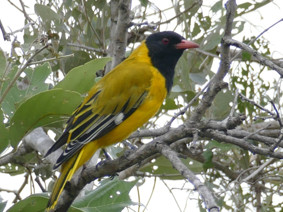 Mkhuze Game Reserve-莫库斯必去景点