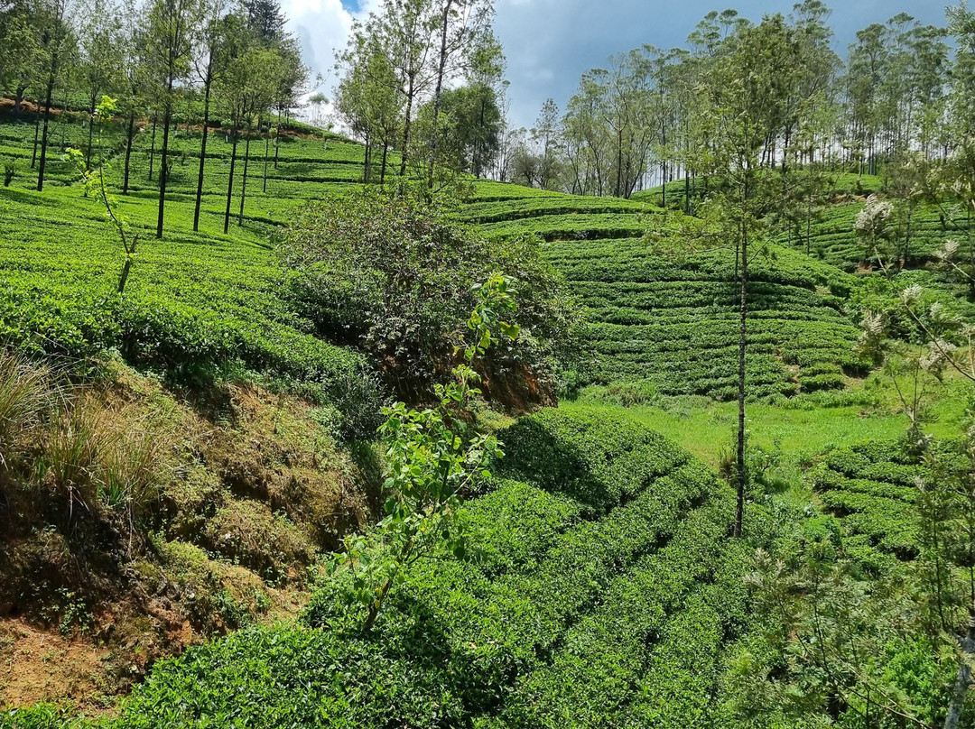 Amarina Holidays-阿努拉德普勒圣城必去景点