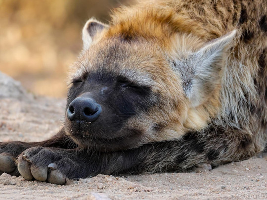 Frame The Wild Pty Ltd-Stellenbosch Farms必去景点