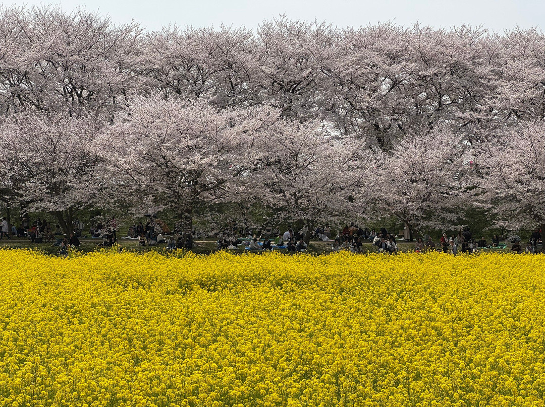 Gongendo Sakura Tsutsumi-幸手市必去景点