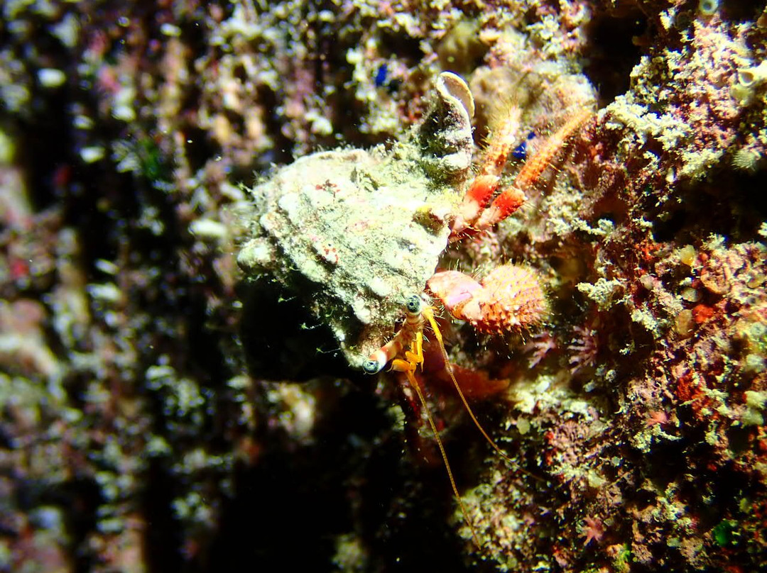 Paxos Oasi Sub-Lakka必去景点