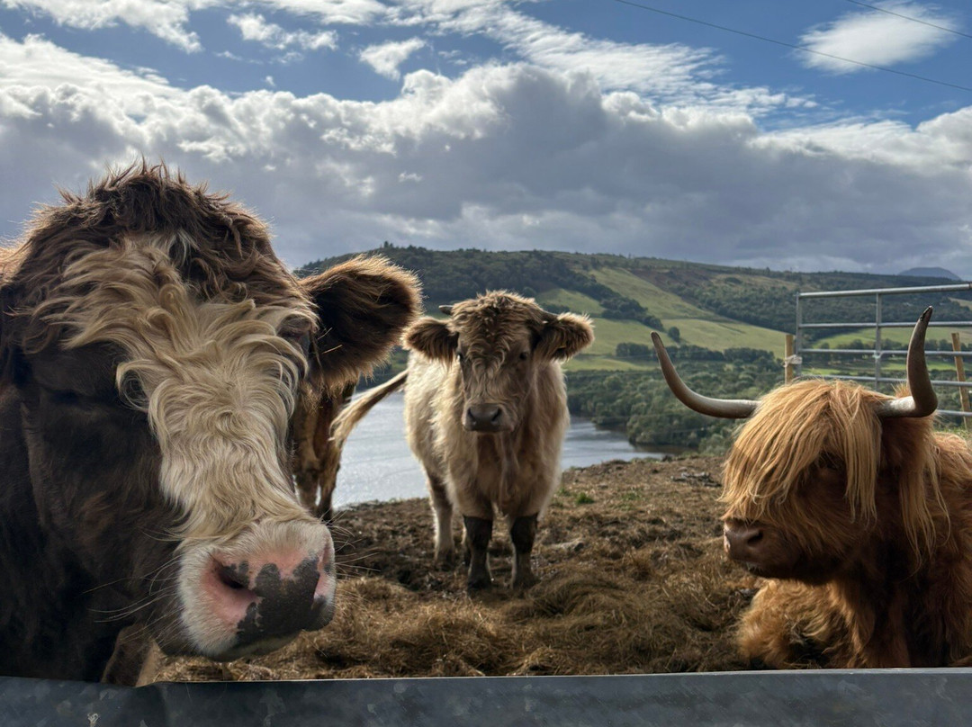 Loch Ness Highland Cows-德拉姆纳德罗希特必去景点