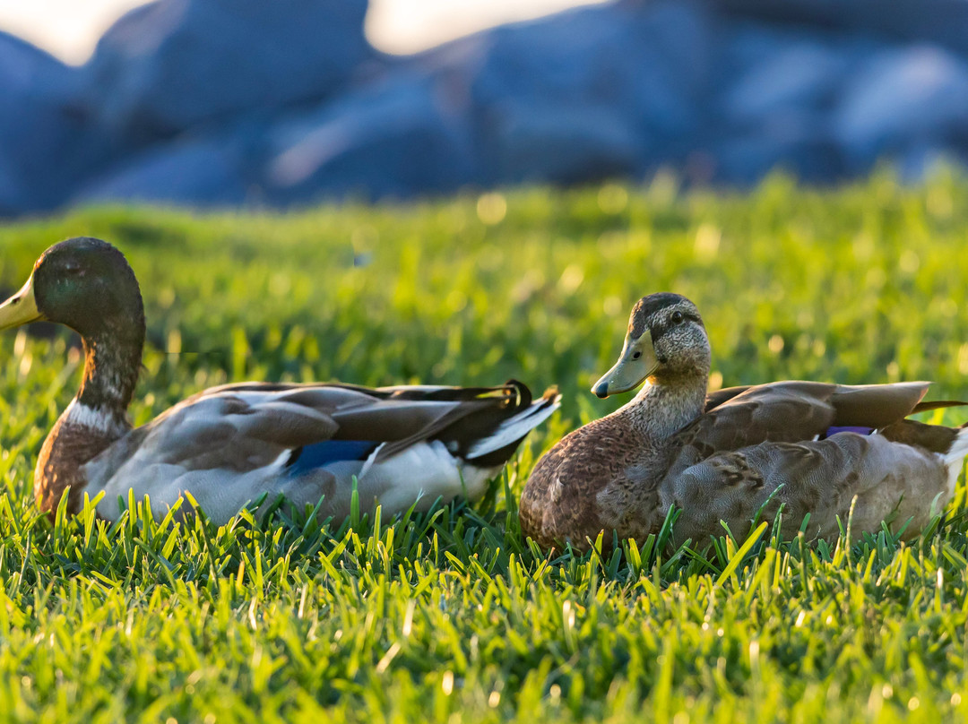 Bord Du Lac Park-莱克查尔斯必去景点