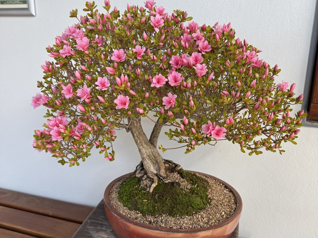 National Bonsai & Penjing Collection-Molonglo Valley必去景点