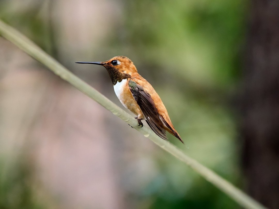 Ramsey Canyon Inn Bed and Breakfast主图