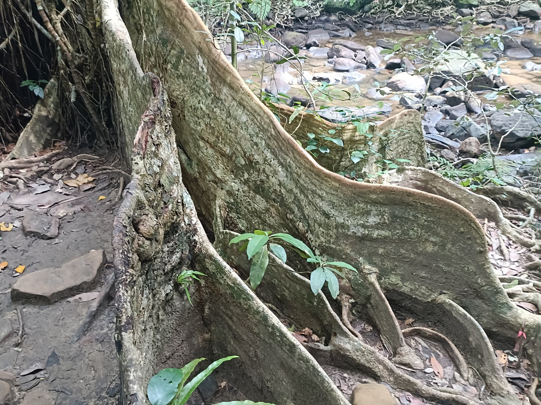 Iriomote Island Kayaks Kazaguruma-竹富町西表岛必去景点