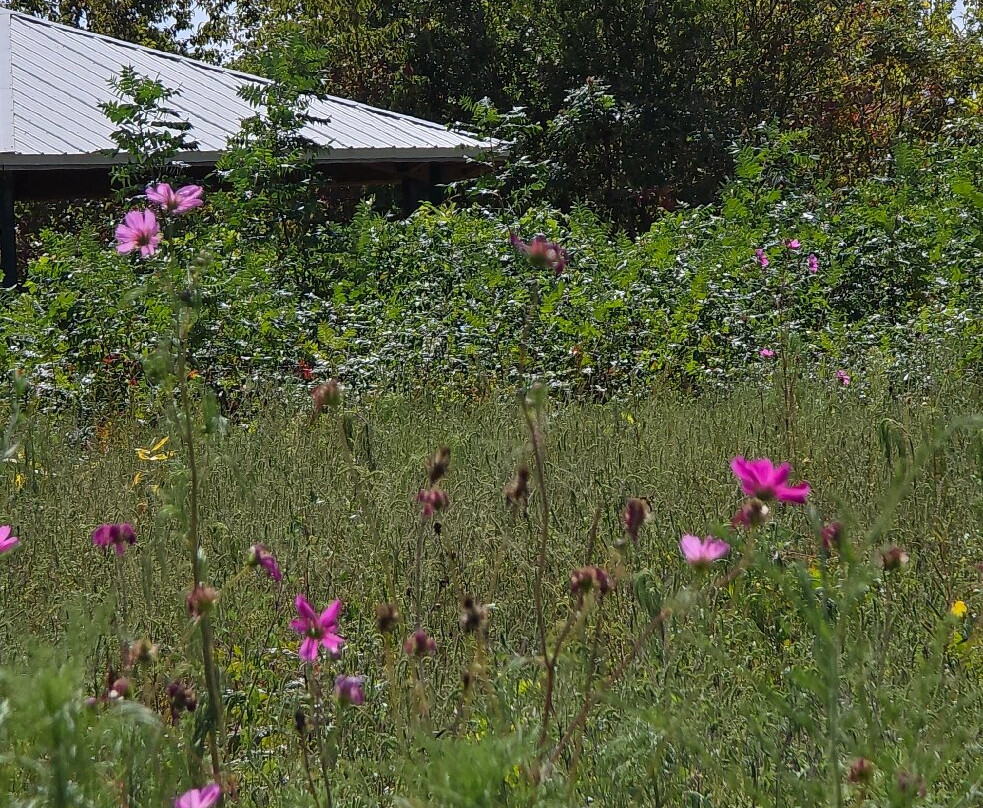 Garrett Family Preserve-开普梅必去景点