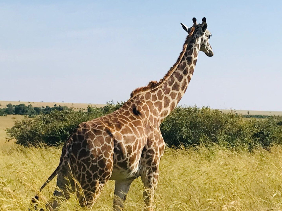 Kenya Masai Mara tour Packages