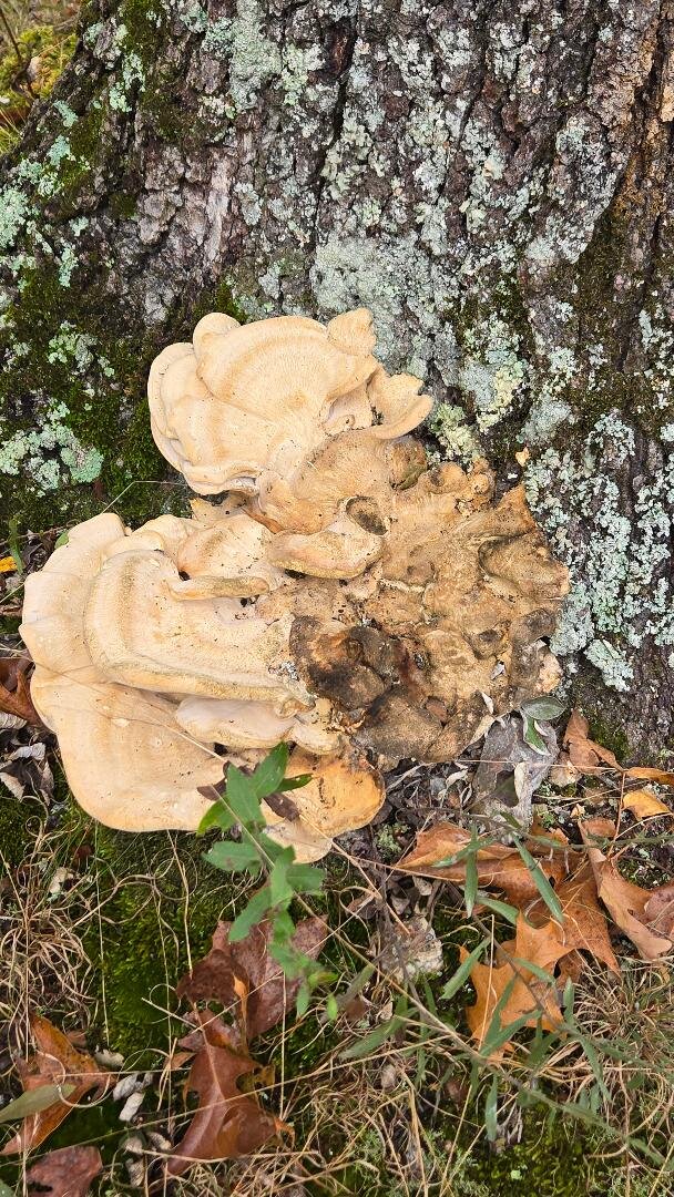 Rock Eddy Bluff Farm cabins-官方