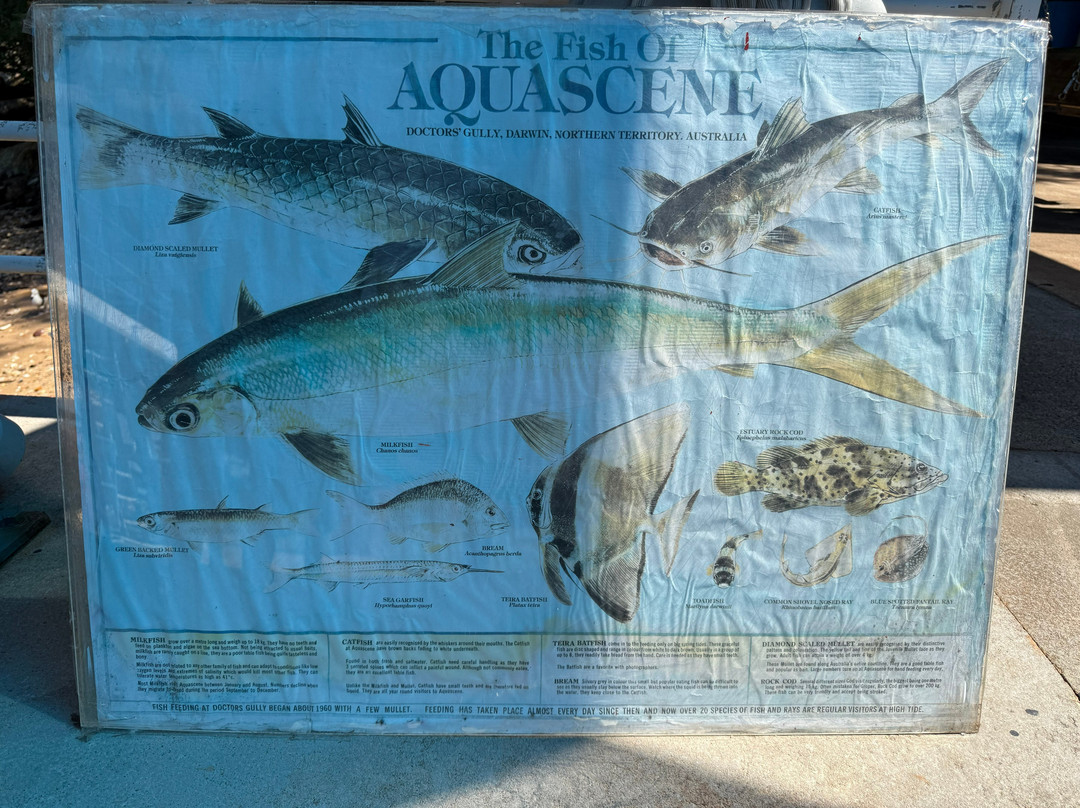 Aquascene Fish Feeding-达尔文市必去景点