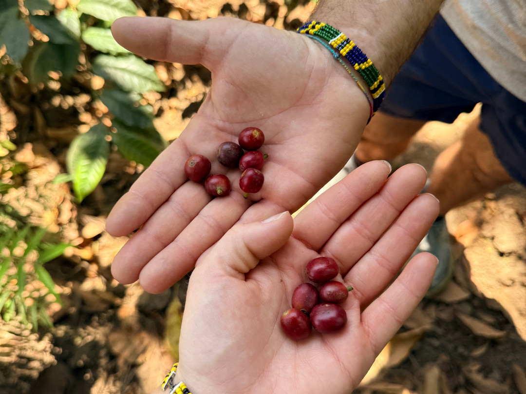 Mangalia Waterfalls-阿鲁沙必去景点