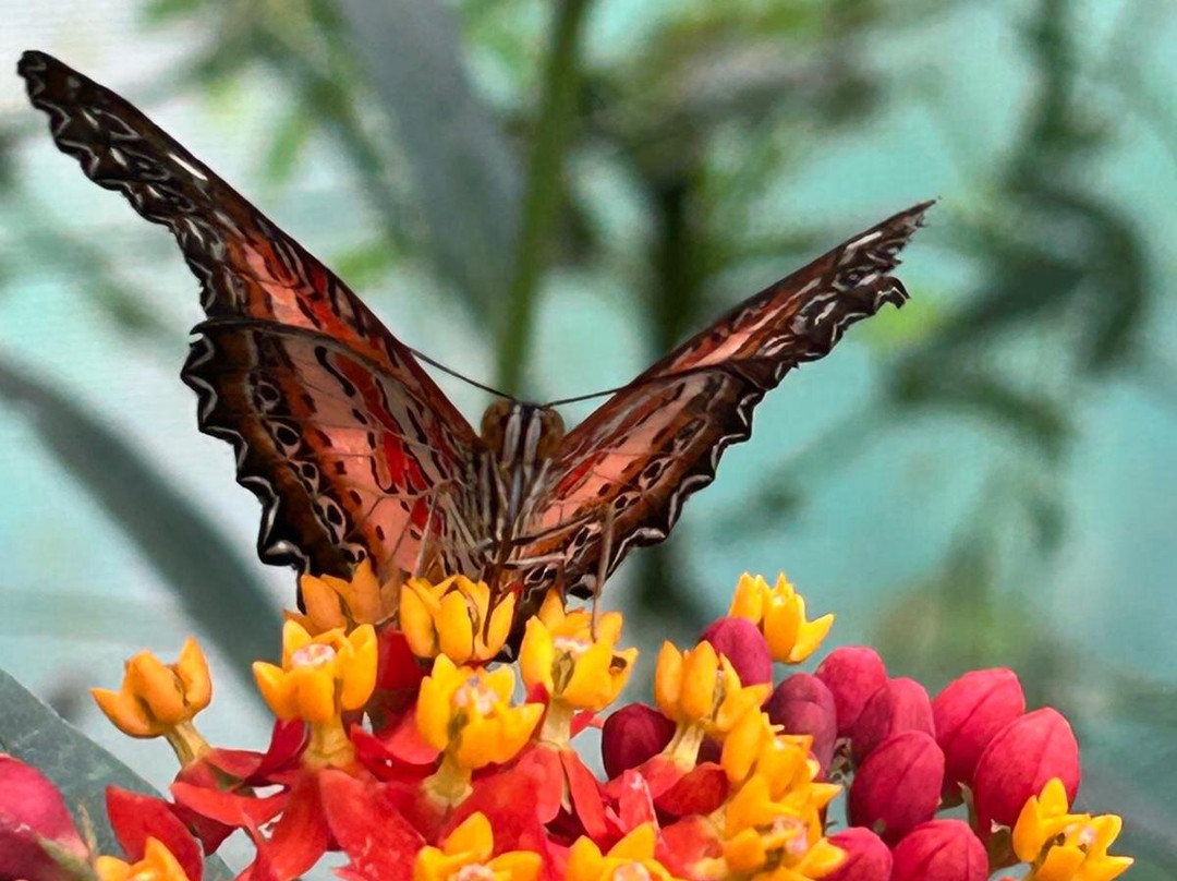 Butterfly Gardens @ Middleton Common Farm-Westmeston必去景点