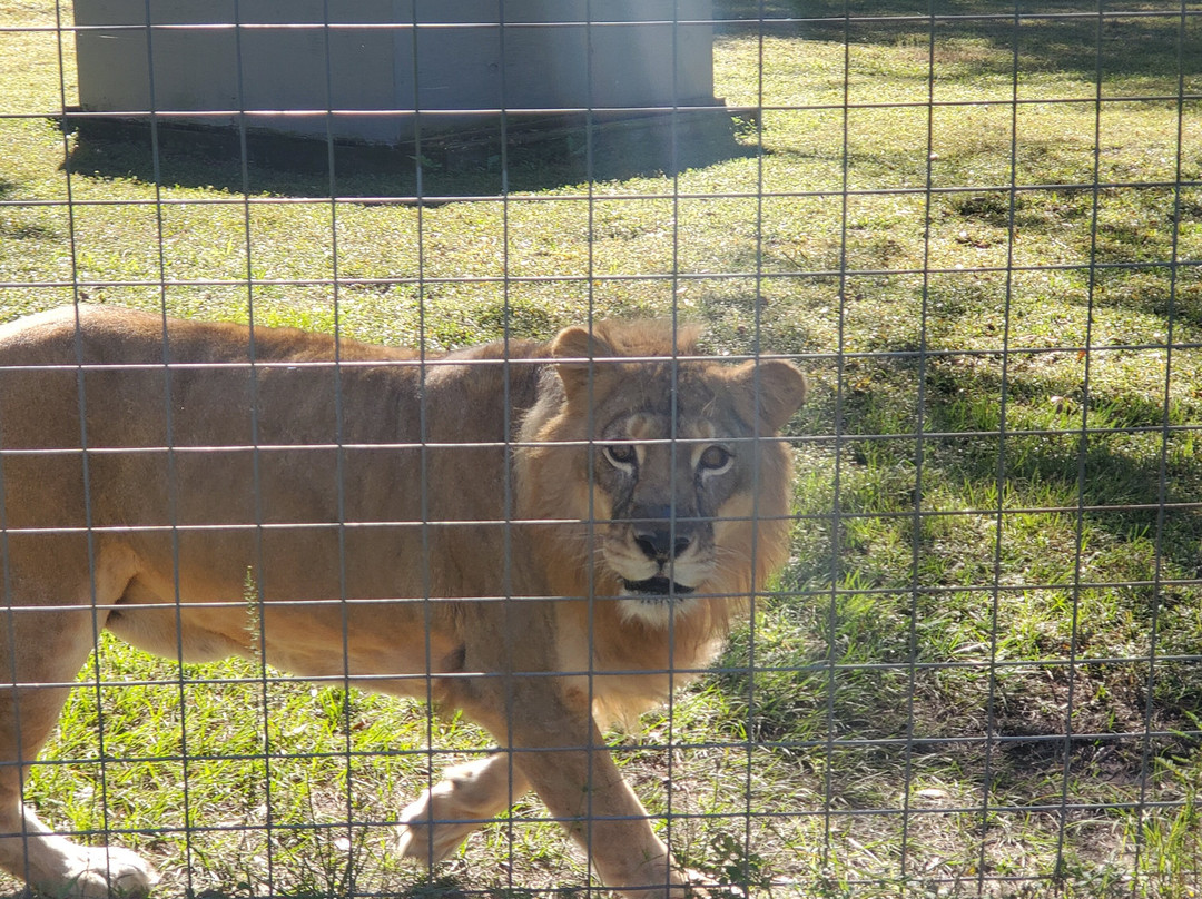 Carson Springs Wildlife Conservation Foundation-盖恩斯维尔必去景点