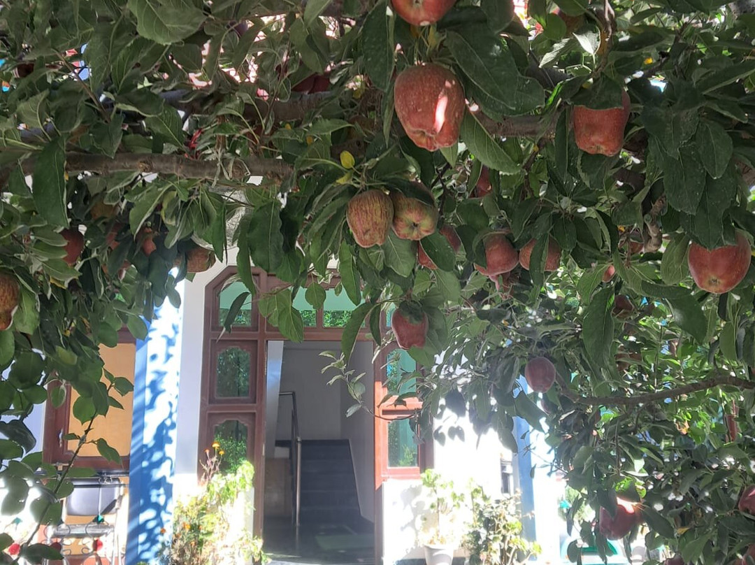 Sonu Driver Himachal-Solan必去景点