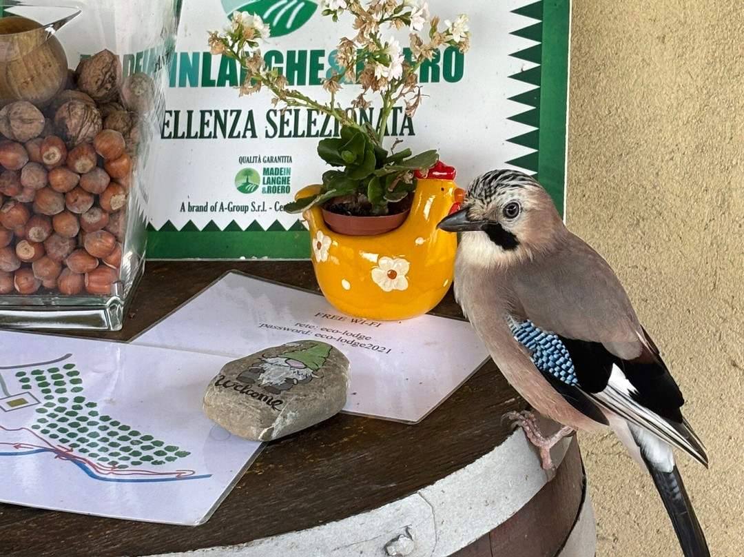 Eco Lodge Langhe主图