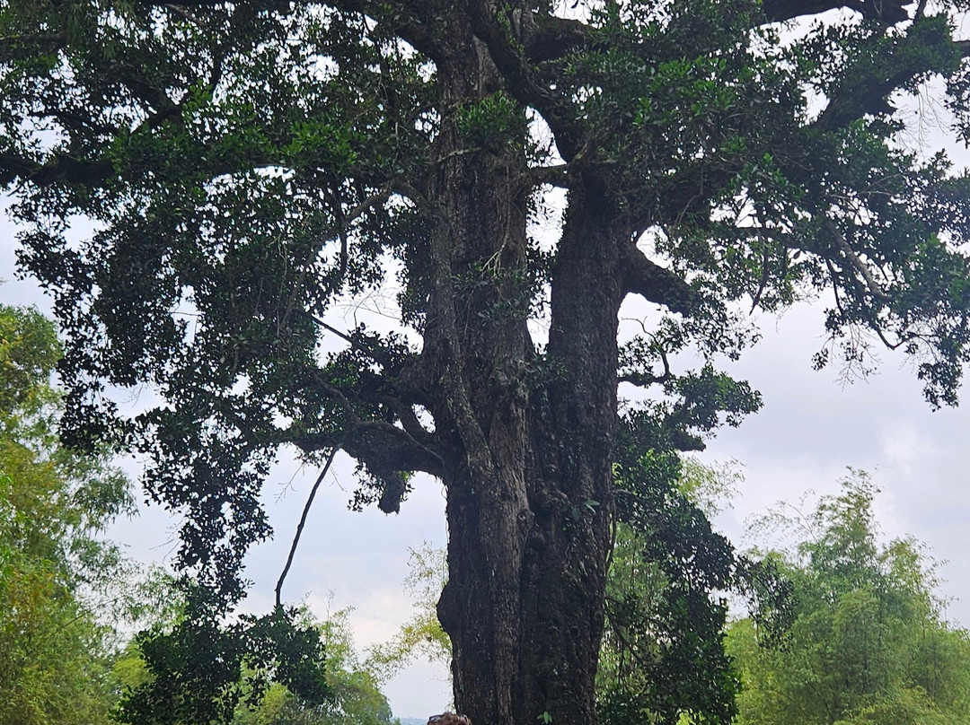 Ky Anh Tunnel-Tam Ky必去景点