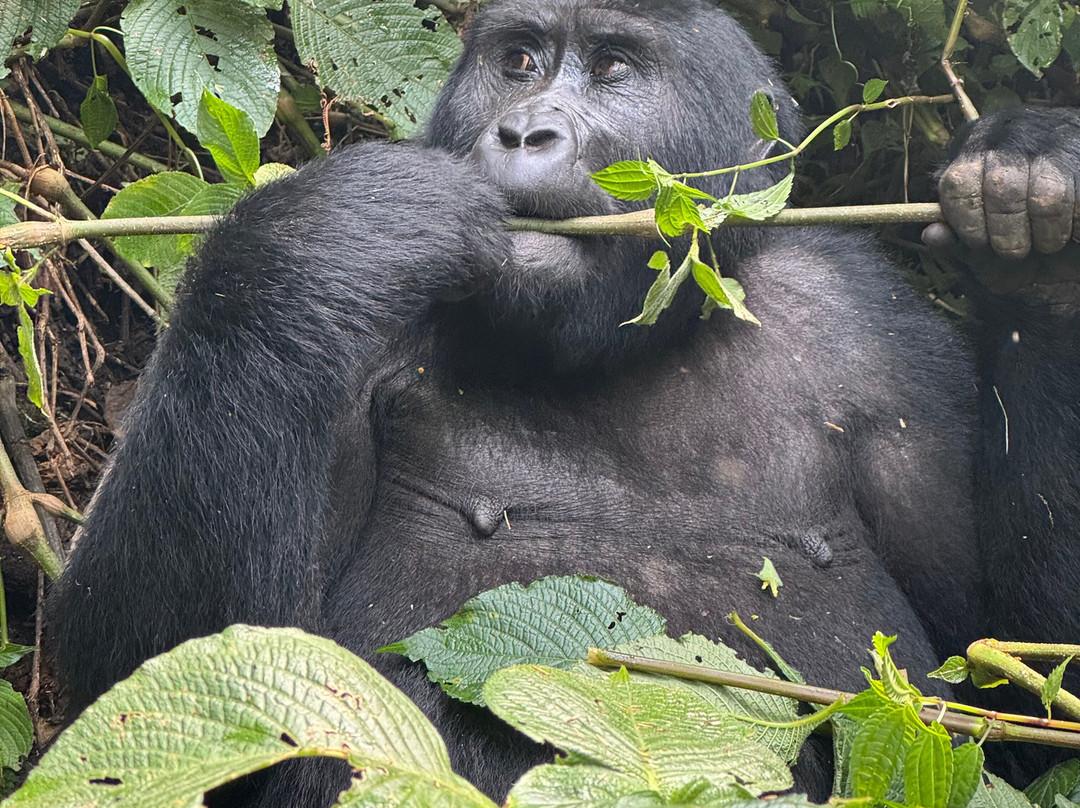 Buutu Safaris-金贾必去景点