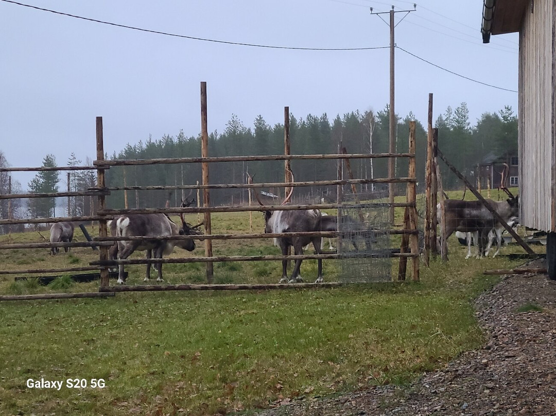 Tuula's Reindeer-伊纳里必去景点