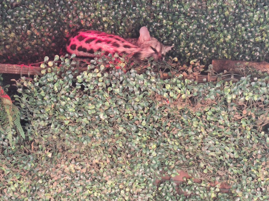 Exotic Zoo Wildlife Park + Natural History & Dino Museum-特尔福德必去景点