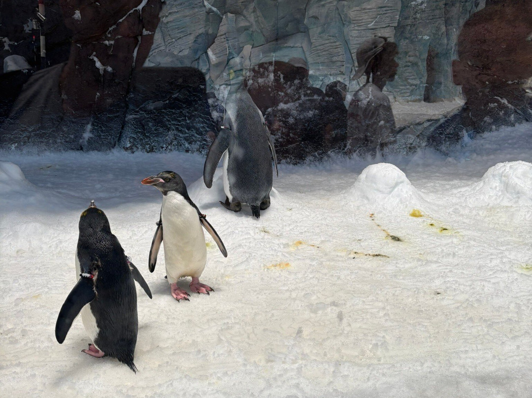 SeaWorld Yas Island Abu Dhabi-阿布扎比必去景点