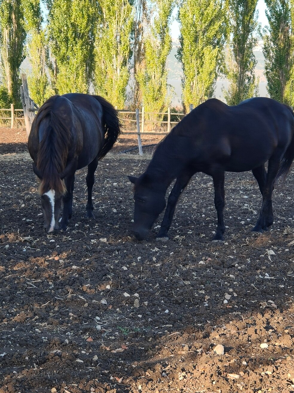 Foro Appio Mansio Hotel-官方