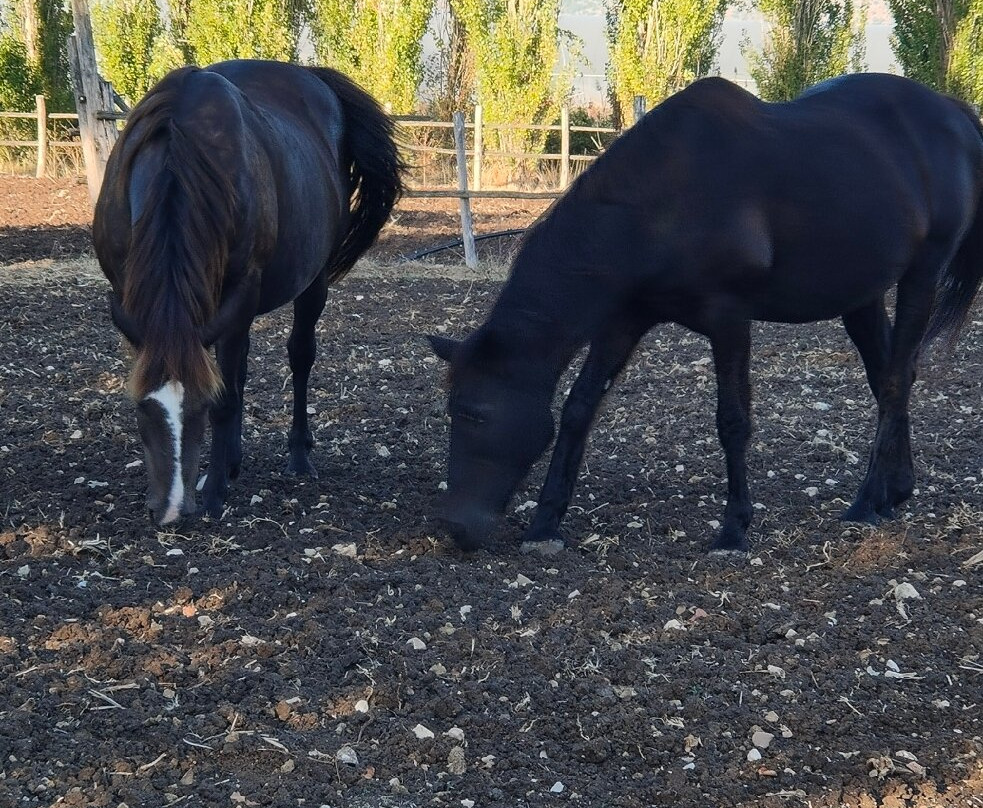 Foro Appio Mansio Hotel主图