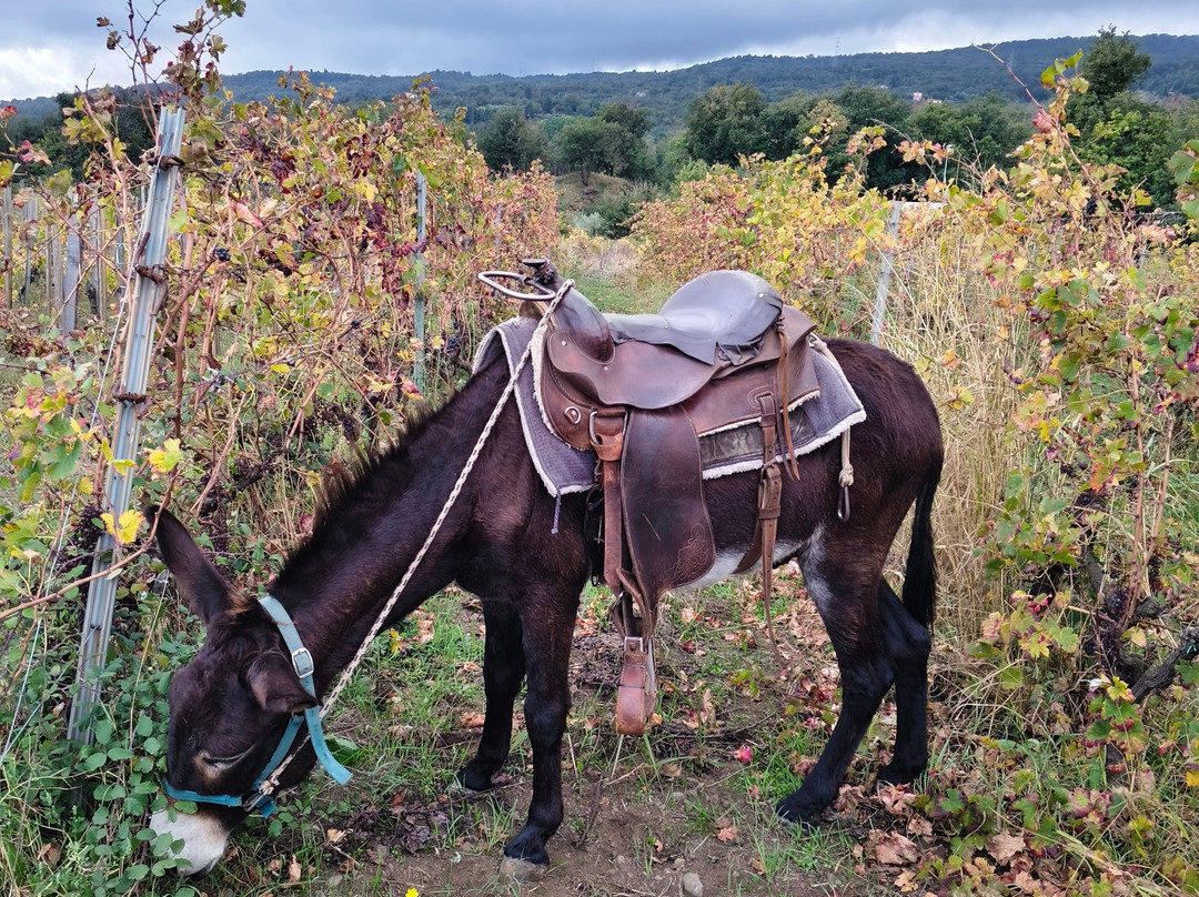 Etna Donkey Trekking-林瓜格洛萨必去景点
