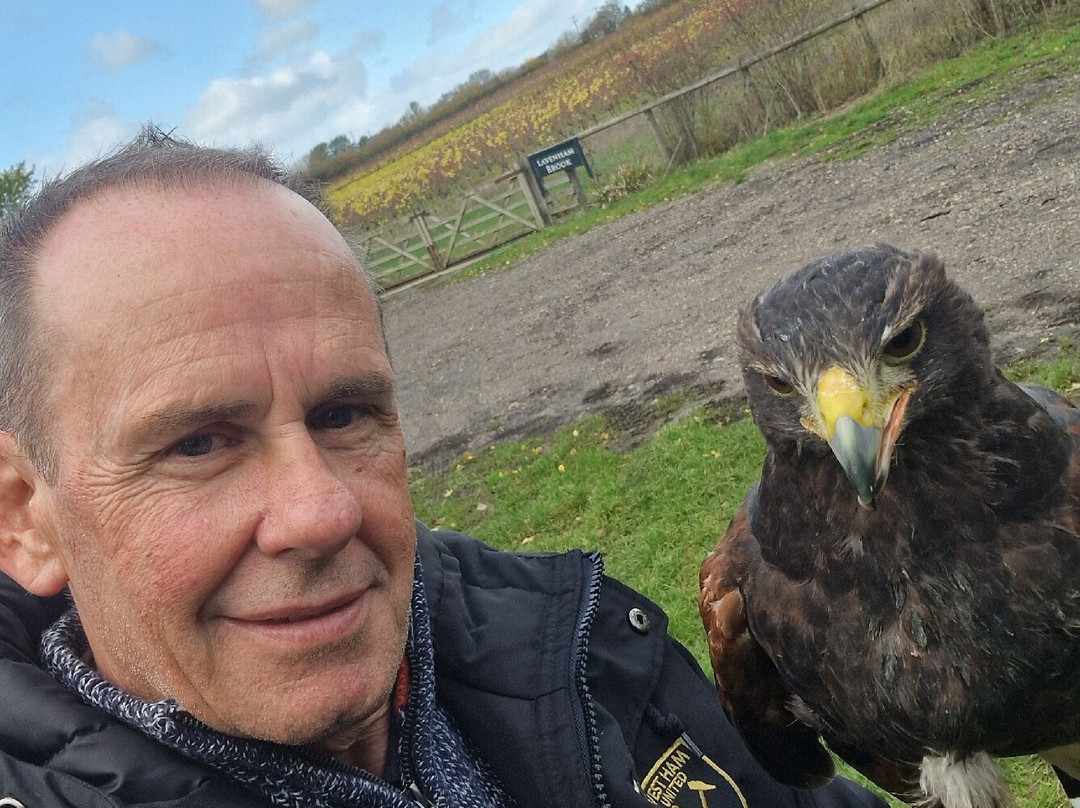 Lavenham Falconry-Monks Eleigh必去景点