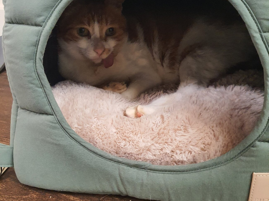 Bedford Cat Café-贝德福德必去景点