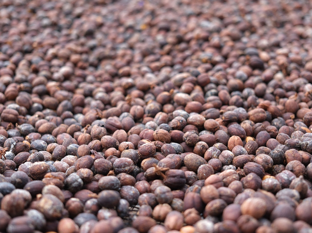 Micofam Lombok Coffee-Sapit必去景点