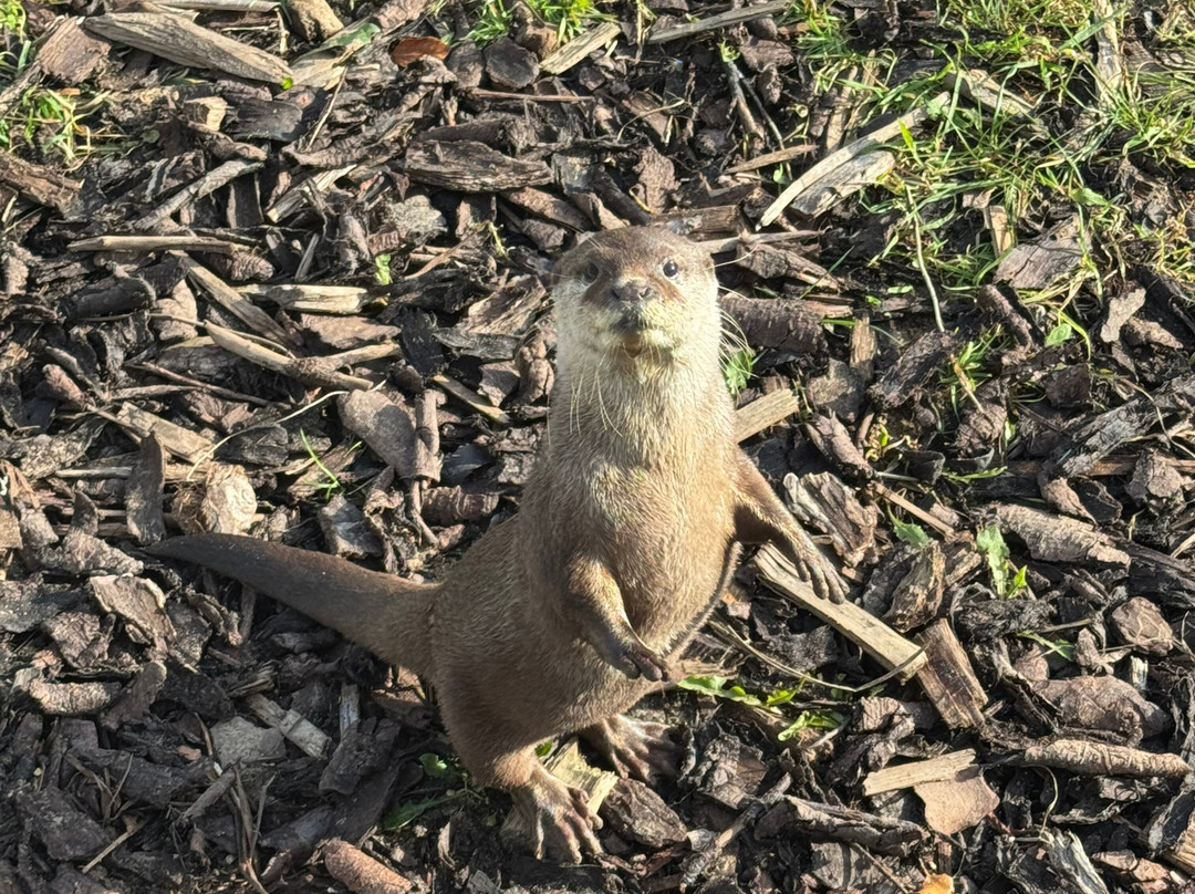 Askham Bryan Wildlife & Conservation Park-约克必去景点