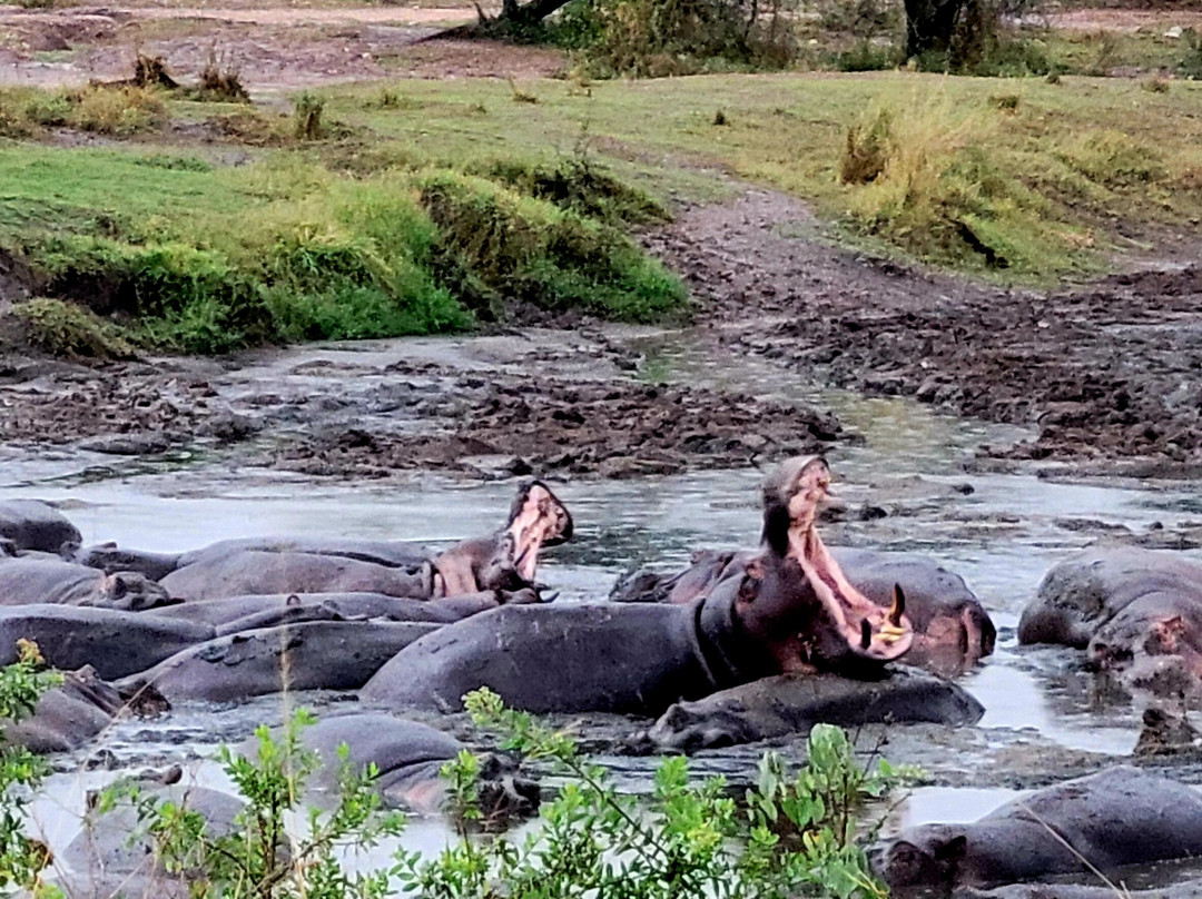 Thomson Safaris-塞伦盖蒂国家公园必去景点