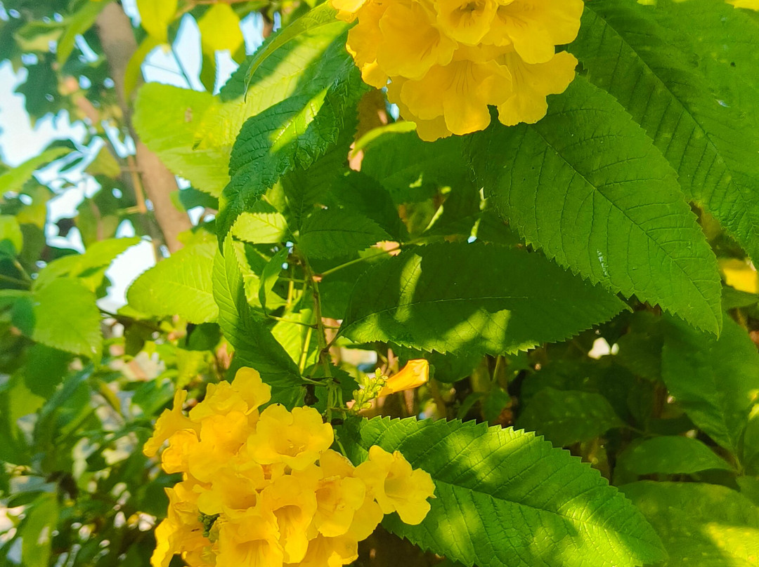 Aranyam River Retreat主图