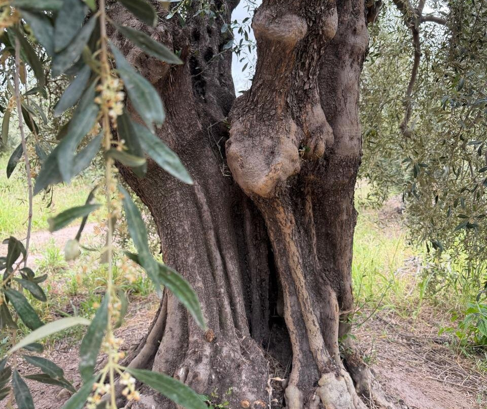 Olivicola Maguay-Maipu必去景点