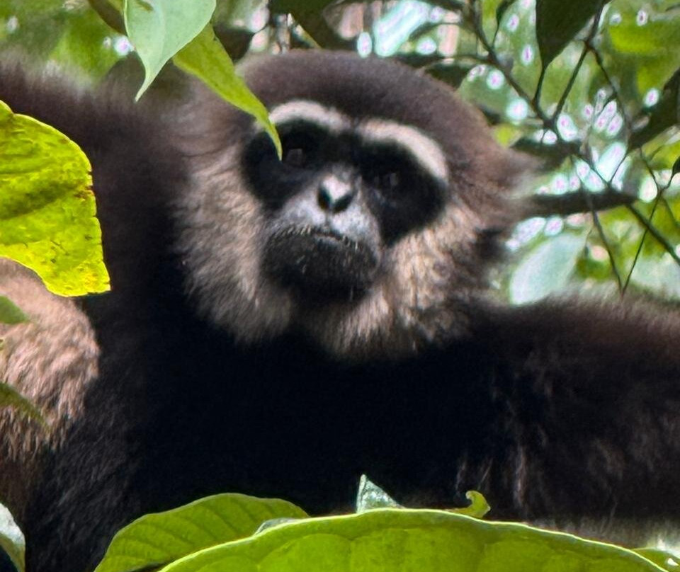 Toris Orangutan Tour-Kumai必去景点