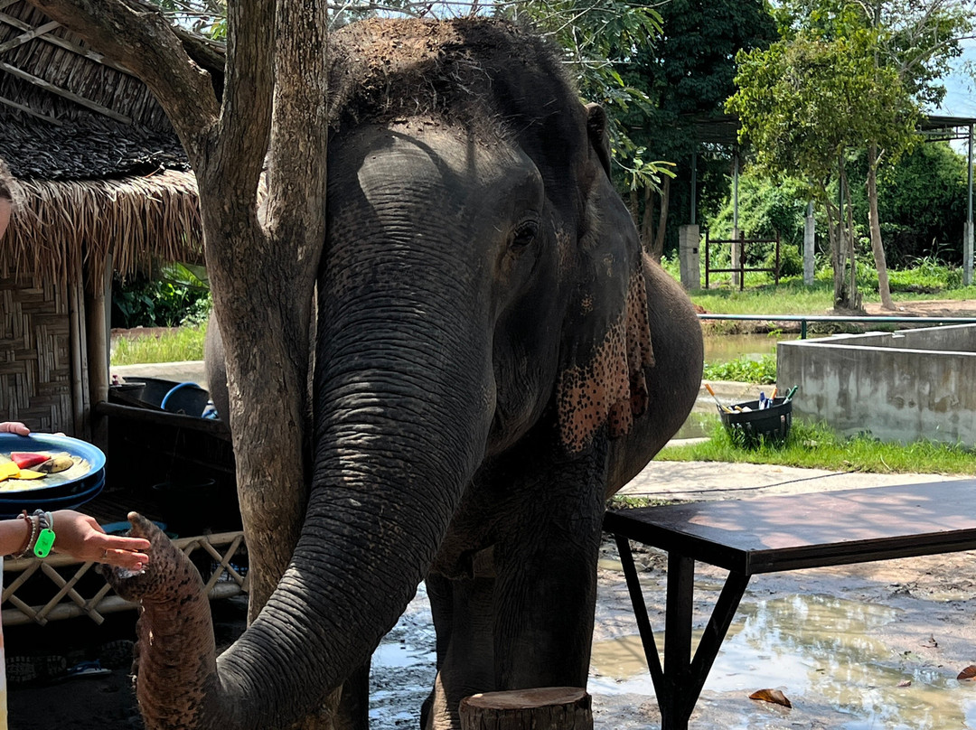 I Love Elephant Samui-Na Mueang必去景点
