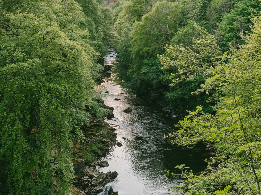 The Fortingall主图