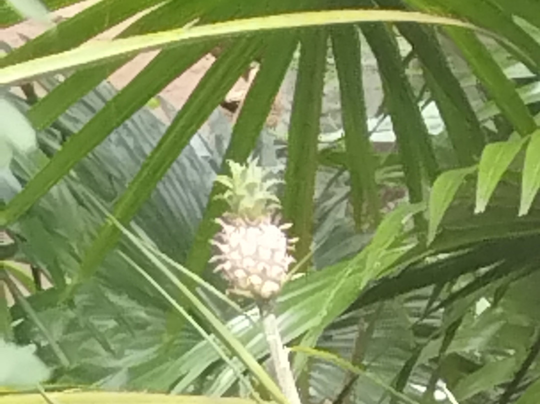 Spice Garden-Matale必去景点