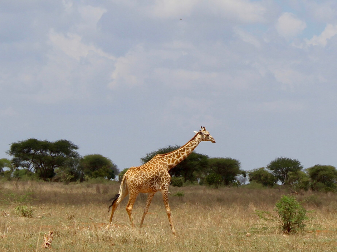 Watamu Diego Safari Day Tours-瓦塔木必去景点