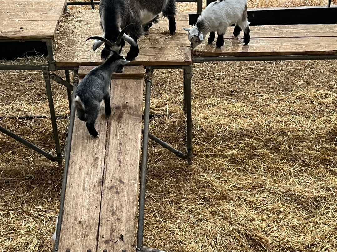 Cannon Hall Farm-Cawthorne必去景点