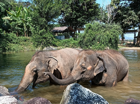 Phuket Elephant Nature Reserve-他朗必去景点