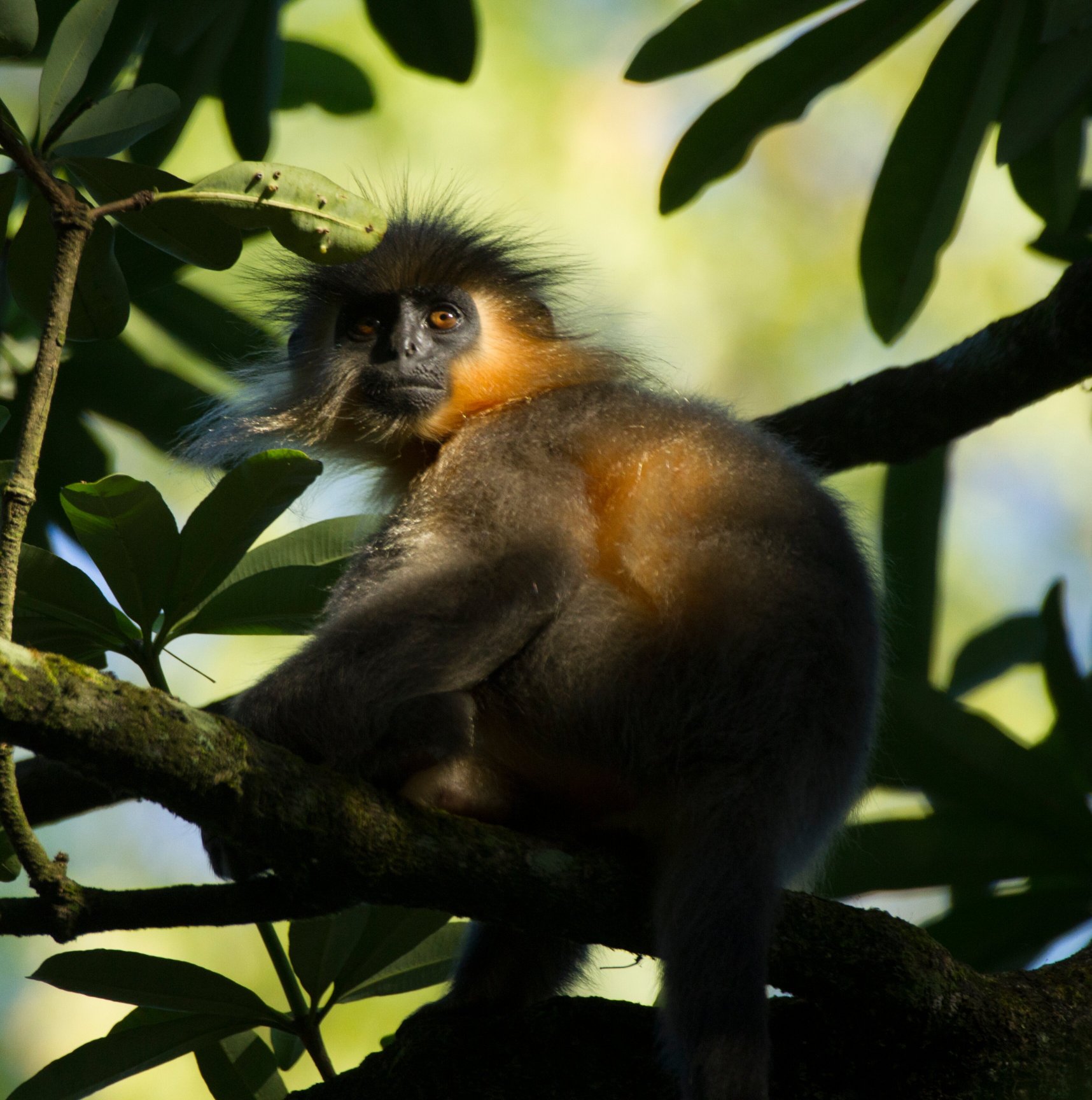 Musa Jungle Retreat-官方