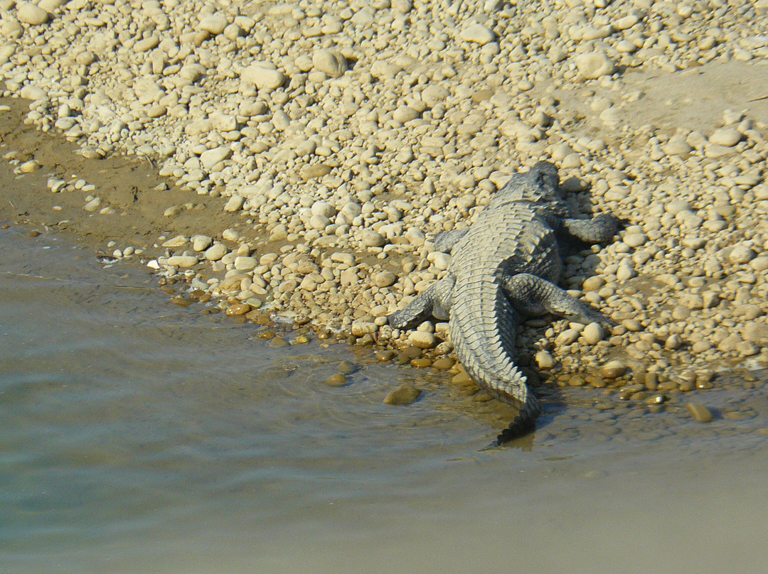 Bardia Homestay主图