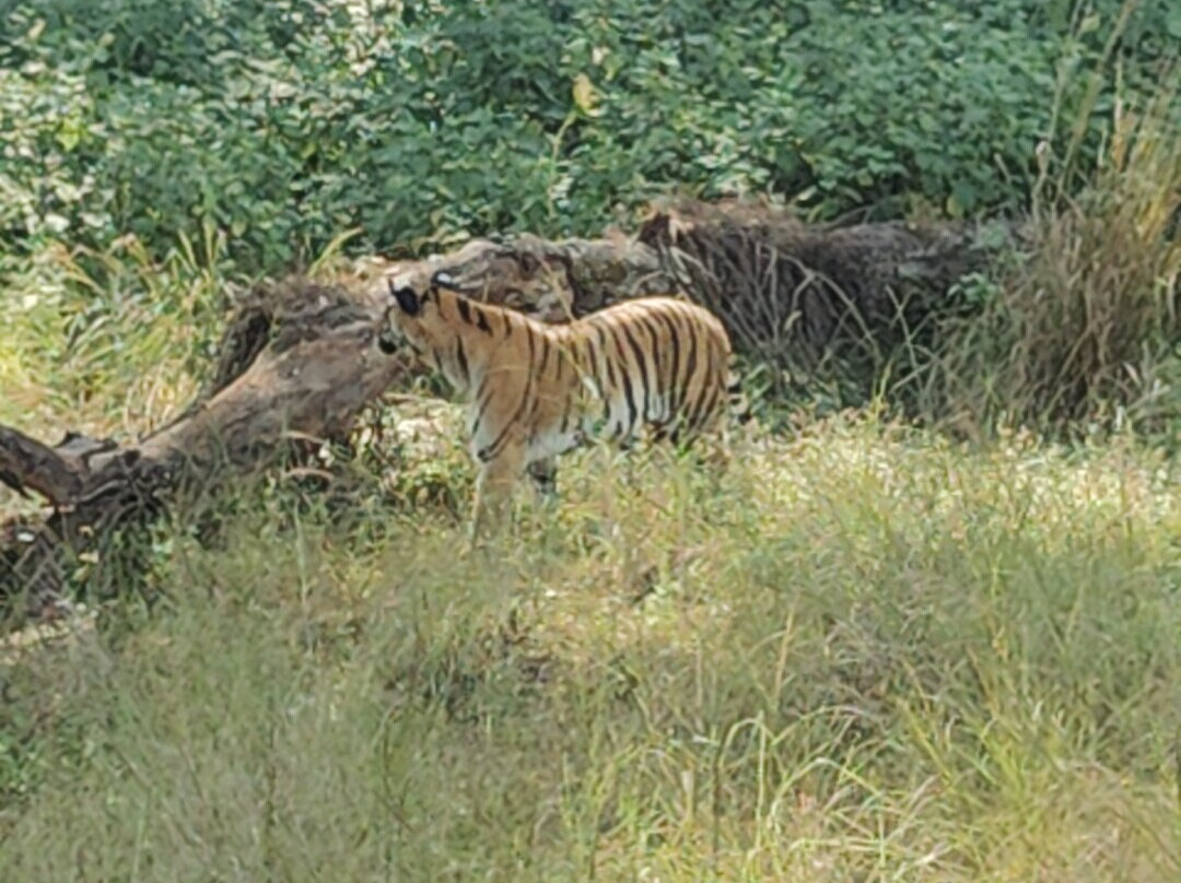 Wildlife Expeditions India-Khatia必去景点