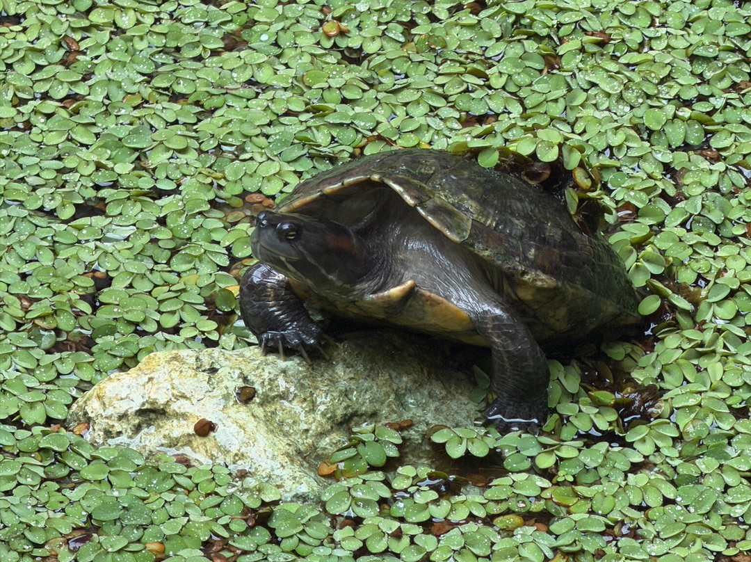 Rockhouse Spa-内格里尔必去景点