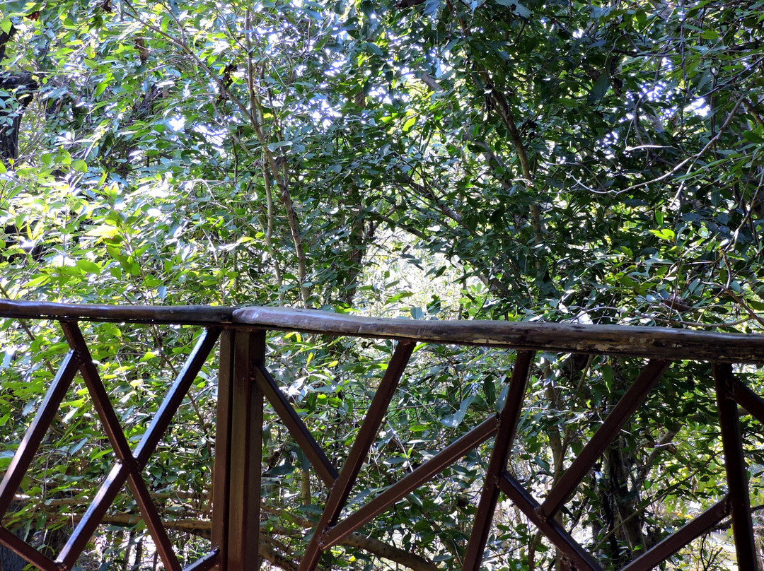 Kanha Jungle Camp主图