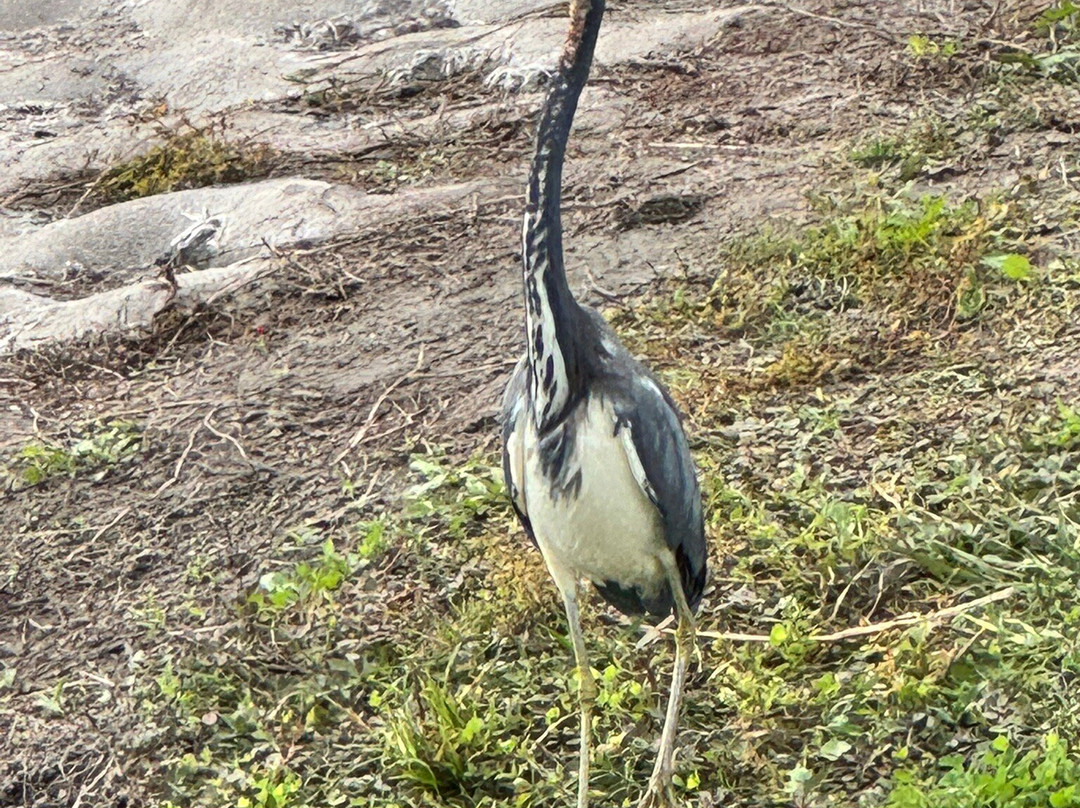 Aj's Bass Guides-基西米必去景点